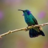 Kolibrik - Colibri cyanotus - Lesser Violetear o0561